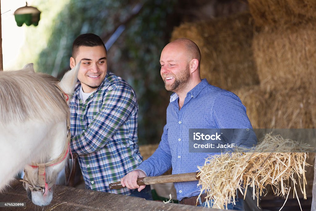 Males giving hat to horse Two adult positive males giving hat to horse at barn and smiling 2015 Stock Photo