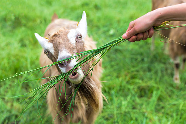 istock From hand to eat grass in a goat 474521160