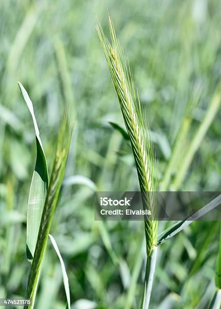 Rye Ear Stock Photo - Download Image Now - 2015, Agricultural Field, Agriculture