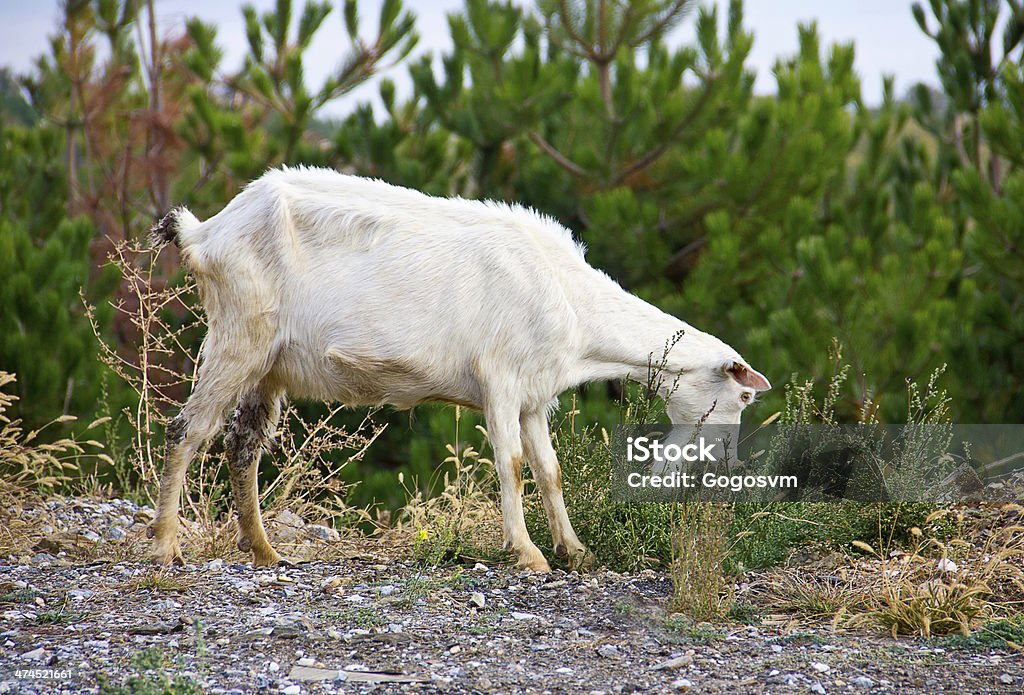 Goats Goat chewing pine tree stick Agriculture Stock Photo