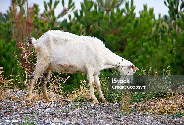 Goats Stock Photo - Download Image Now - Agriculture, Animal, Animal Body Part