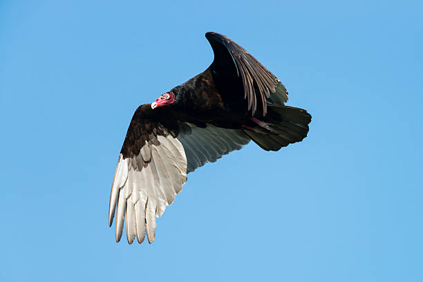 istock Turkey vulture flying, clear blue sky 474521924