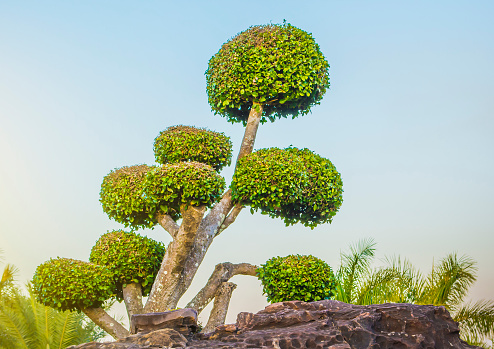 Ficus annulata,Banyan Tree,MORACEAE tree