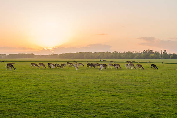 sunset in the Phoenix Park, Dublin, Ireland.