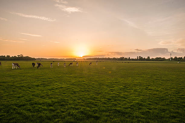 Wild deer grazing at sunset.Phoenix Park is an urban park in Dublin, Ireland, lying 2–4 km west of the city centre, north of the River Liffey. Its 11 km perimeter wall encloses 707 hectares, one of the largest walled city parks in Europe