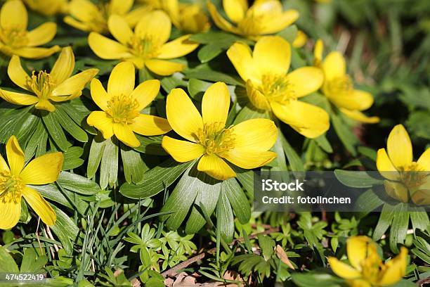 Eranthis Hyemalis Stockfoto und mehr Bilder von Blume - Blume, Blüte, Extreme Nahaufnahme