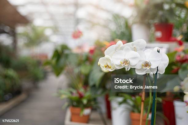 White Orchid In The Nursery Center Stock Photo - Download Image Now - Greenhouse, Orchid, Anthurium