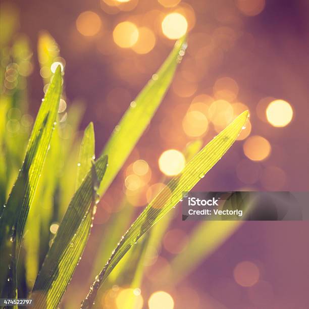 Grass In The Morning Stock Photo - Download Image Now - Abstract, Agricultural Field, Backgrounds