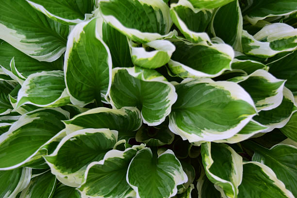 istock Close-up of Variegated Hosta 474523106