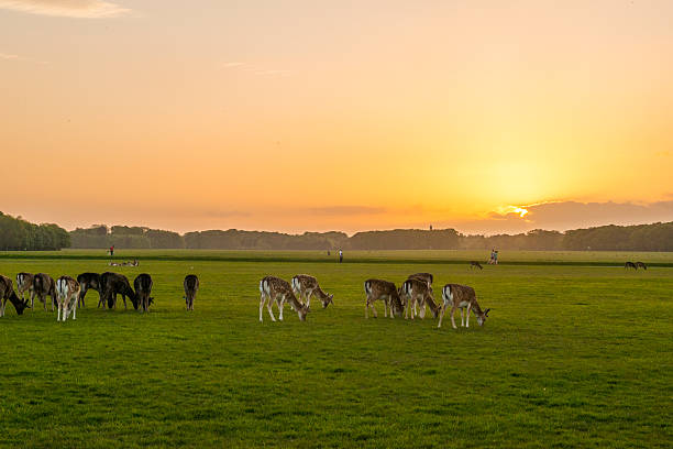 istock Sunset in the Phoenix Park, Dublin, Ireland. 474523336