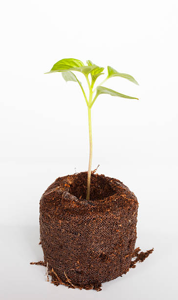 istock Small green chili plant 474523788