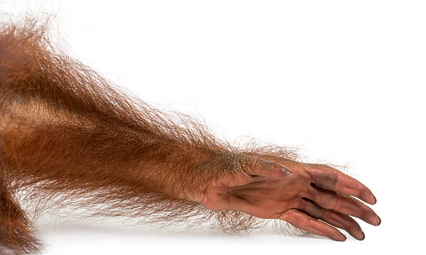 Close-up of a young Bornean orangutan's arm, Pongo pygmaeus
