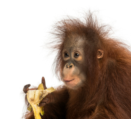 Close-up of a young Bornean orangutan eating a banana, Pongo pygmaeus, 18 months old, isolated on white