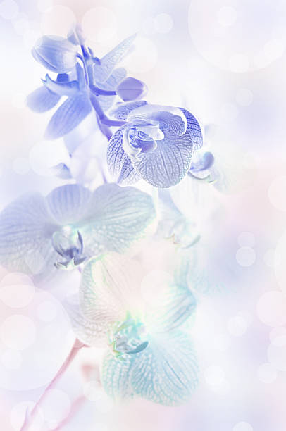 istock Blue blurred background with orchid flowers. 474527654
