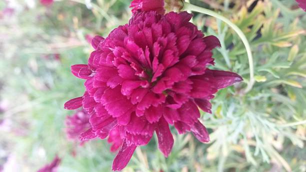 autumn flower violet flowers in the autumn maulino-Chile creación stock pictures, royalty-free photos & images