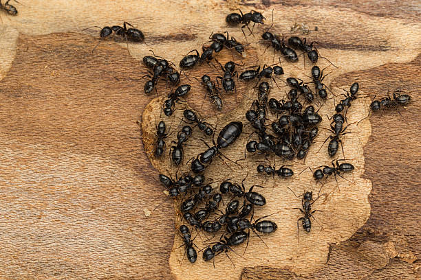 istock Black social ant colony close up 474530322