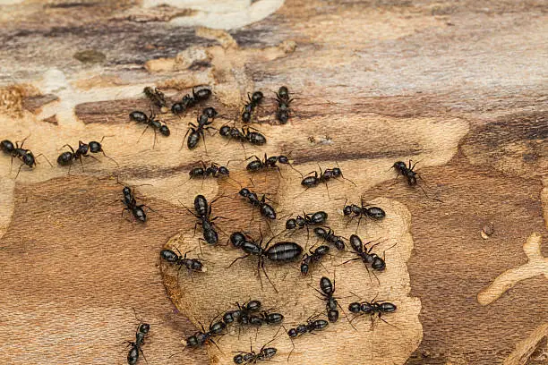 Ant colony disperses after discovery under bark of pine tree firewood.  Likely carpenter ants Camponotus  pennsylvanicus.