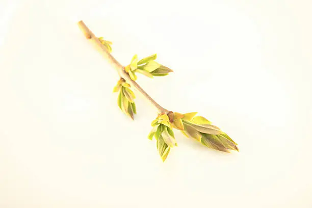 Earley, young, spring syringa vulgaris syren leaves, isolated on white background