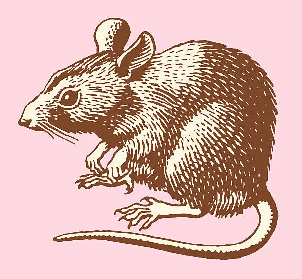 Vector illustration of Rat