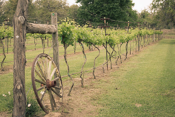istock Vineyards in Texas Hill Country 474531062