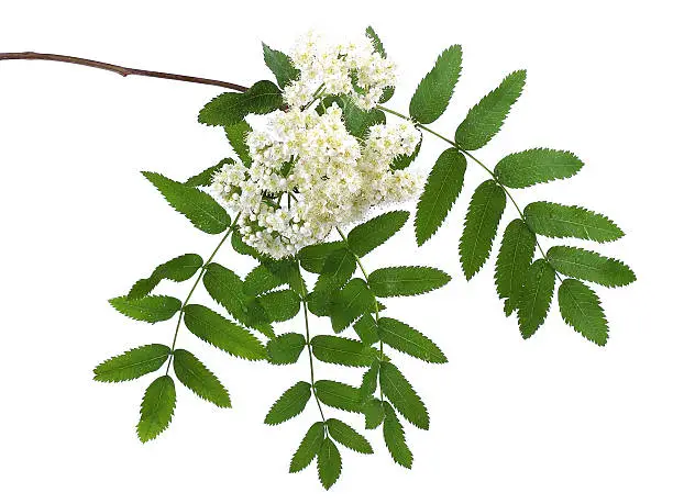 Branch of blooming mountain-ash isolated on white background