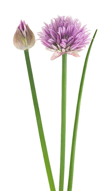 Chive  flower Chives with Flowers isolated on white background chives allium schoenoprasum purple flowers and leaves stock pictures, royalty-free photos & images