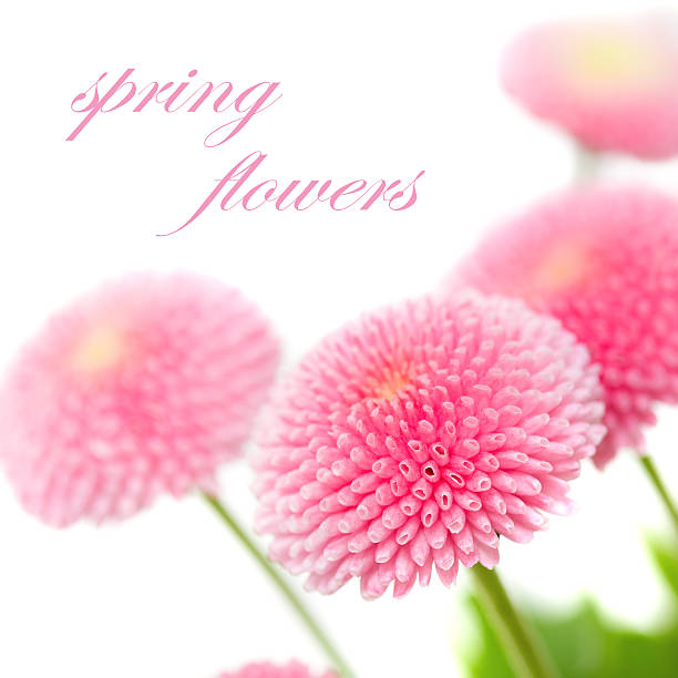 istock beautiful marguerite close-up 474534344