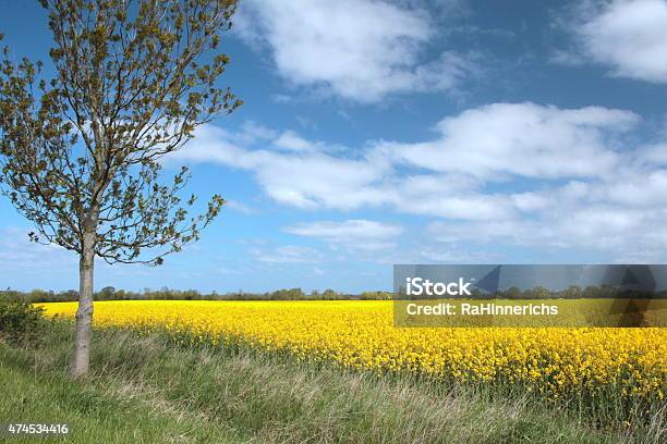 Foto de Estupro Campo Na Alemanha Probstei e mais fotos de stock de 2015 - 2015, Agricultura, Ajardinado