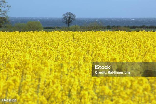 Foto de Estupro Campo Na Alemanha Probstei e mais fotos de stock de 2015 - 2015, Agricultura, Ajardinado