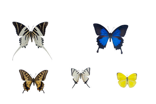 istock isolated butterflies - Stock Image 474535299