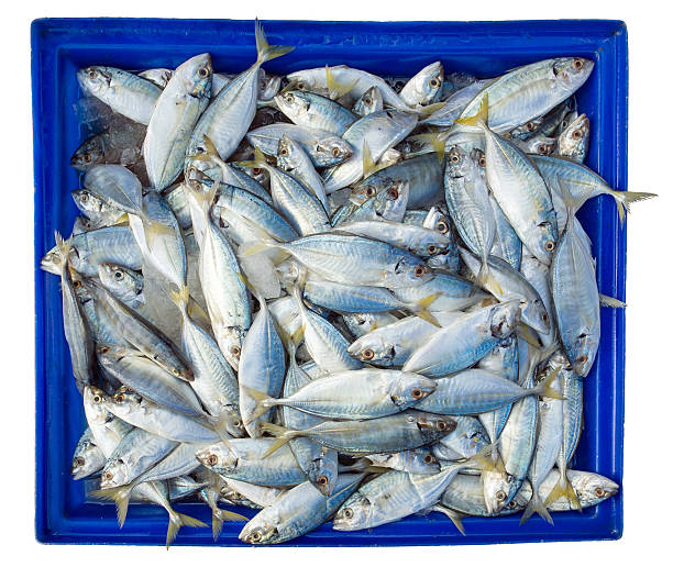 istock Fish in blue box isolated on white background 474536640