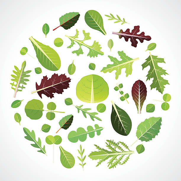 ilustrações de stock, clip art, desenhos animados e ícones de salada verde - acelgas