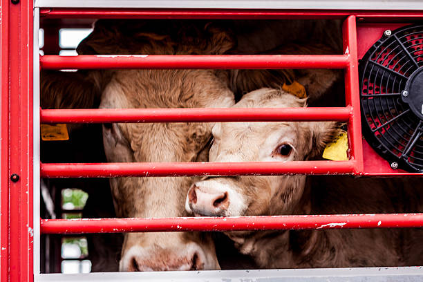 bitten augen der kühe hinter dem zaun - slaughterhouse stock-fotos und bilder