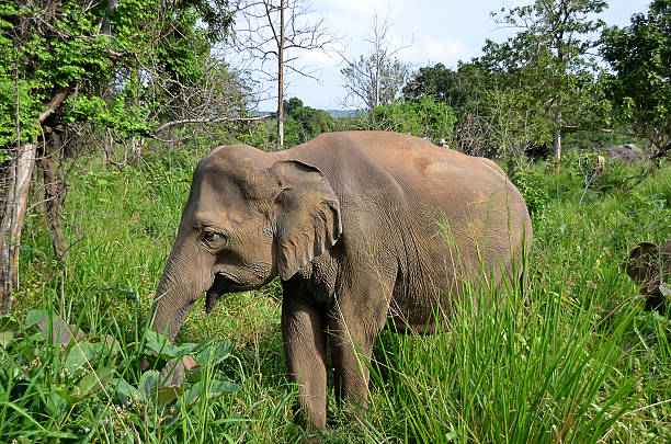 istock little gray elephant hiding in green grass in park 474537482