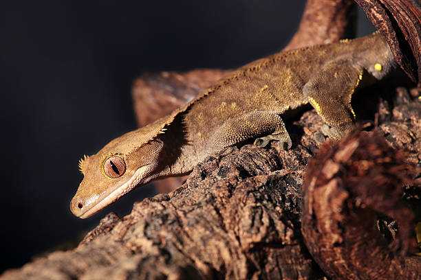 istock Caledonian crested gecko on a branch 474538885