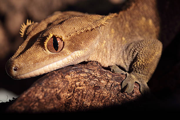 istock Closeup of Caledonian crested gecko 474539065