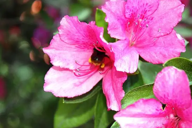 In full bloom Japanese azaleas on Lake Maggiore Italy in spring. It's spring in Stresa on Lake Maggiore. Beautiful Japanese azaleas in the spring garden on Lake Maggiore in Italy, taken in spring March April red, pink azaleas azalea blossom, many spring bloomers there are to admire, a beautiful day with blue sky, stylish garden design created by people, relaxation and recreation is fun here, finally spring and everything blooms in magnificent colors, it smells heavenly everywhere, it hums and hums