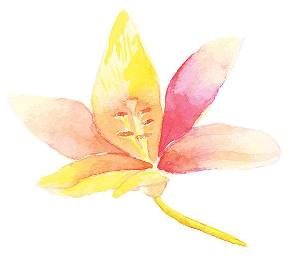 kwiat lilia na białym tle-ilustracja wektorowa akwarela - lily lily family temperate flower asiatic lily stock illustrations