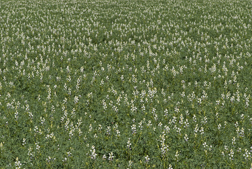 looking down on a healthy lupine crop in rural paddock