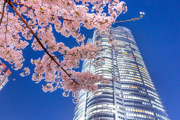 sakura com roppongi-hills - roppongi imagens e fotografias de stock