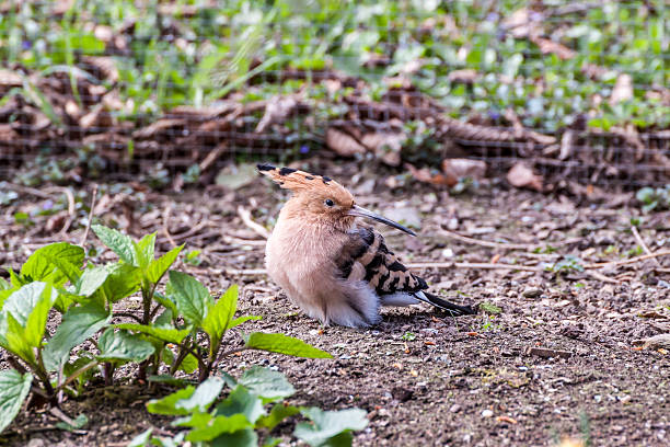 Eurasian hoopoe sitting on the ground