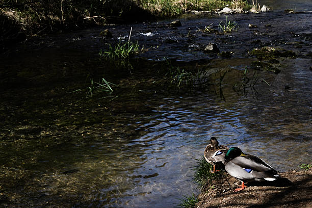 Couple of ducks  beside river in Slovenia, Mocilnik.