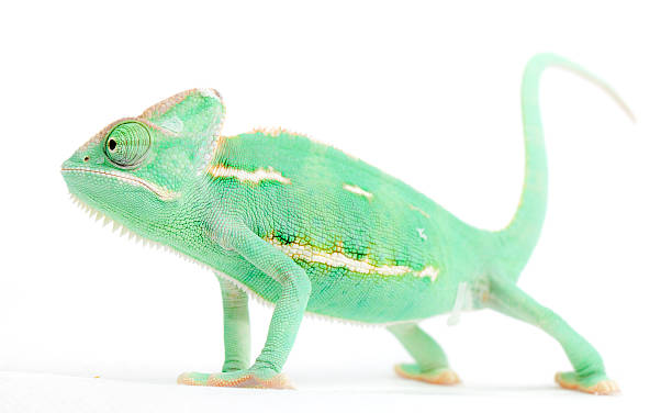 vert caméléon - yemen chameleon photos et images de collection