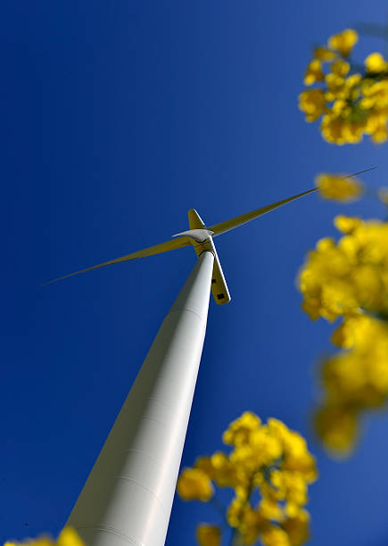 istock Wind Turbine - Power Generating Windmills - Oilseed Rape Field 474545118