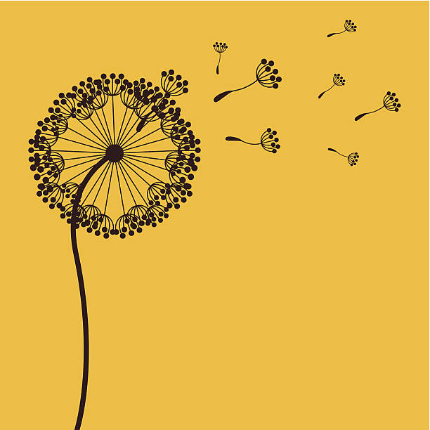 ilustrações, clipart, desenhos animados e ícones de flores de design - dandelion single flower flower white