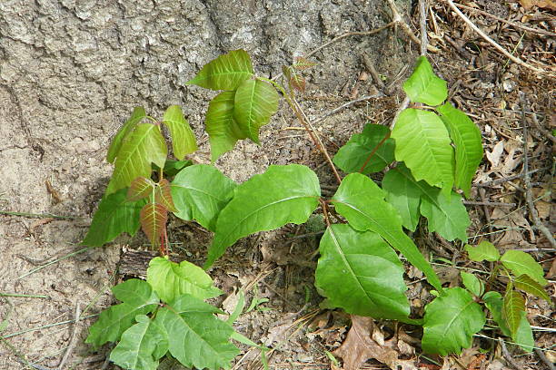 Poison Ivy Poison ivy growing on oak tree in Cumming, Georgia. jtmcdaniel stock pictures, royalty-free photos & images