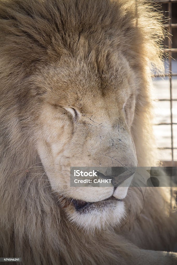 Männliche white Lion - Lizenzfrei Afrika Stock-Foto