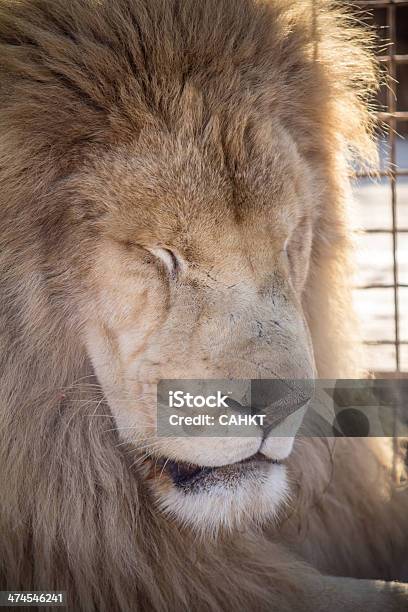 Männliche White Lion Stockfoto und mehr Bilder von Afrika - Afrika, Bedrohte Tierart, Bildhintergrund