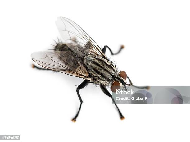 Foto de Carne Voar Visto De Cima Sarcophagidae Isolada No Branco e mais fotos de stock de Animal