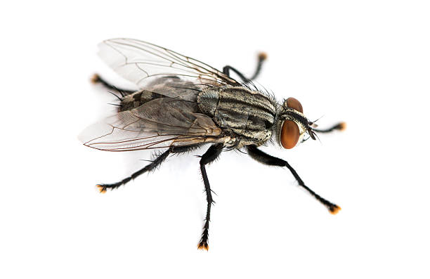 istock Flesh fly viewed from up high, Sarcophagidae, isolated on white 474546257